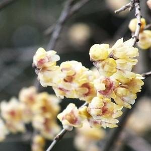 Chimonanthus praecox 'Grandiflorus', Wintersweet 'Grandiflorus', Large-Flowered Wintersweet', Yellow Flowers,  Winter Flowers